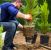 Edgewater Tree Planting Services by Evening Shade Tree Surgeons LLC